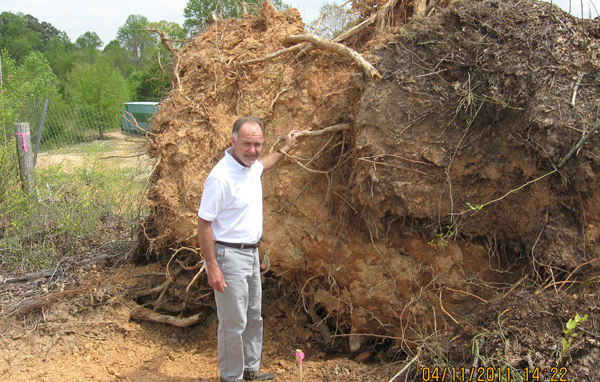 Tree Inspections and Evaluations